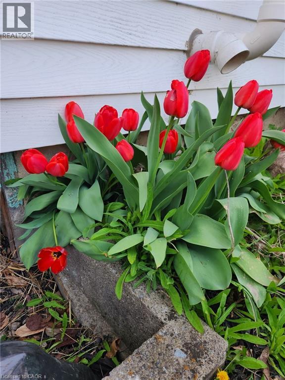 50 Jane Street, Hagersville, Ontario  N0A 1H0 - Photo 50 - 40810818