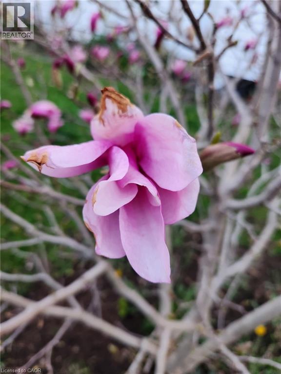 50 Jane Street, Hagersville, Ontario  N0A 1H0 - Photo 49 - 40810818