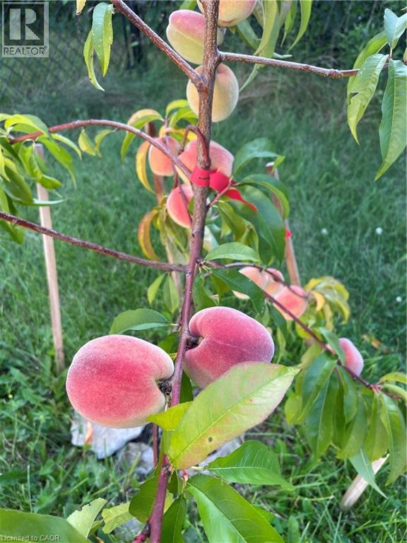 50 Jane Street, Hagersville, Ontario  N0A 1H0 - Photo 47 - 40810818