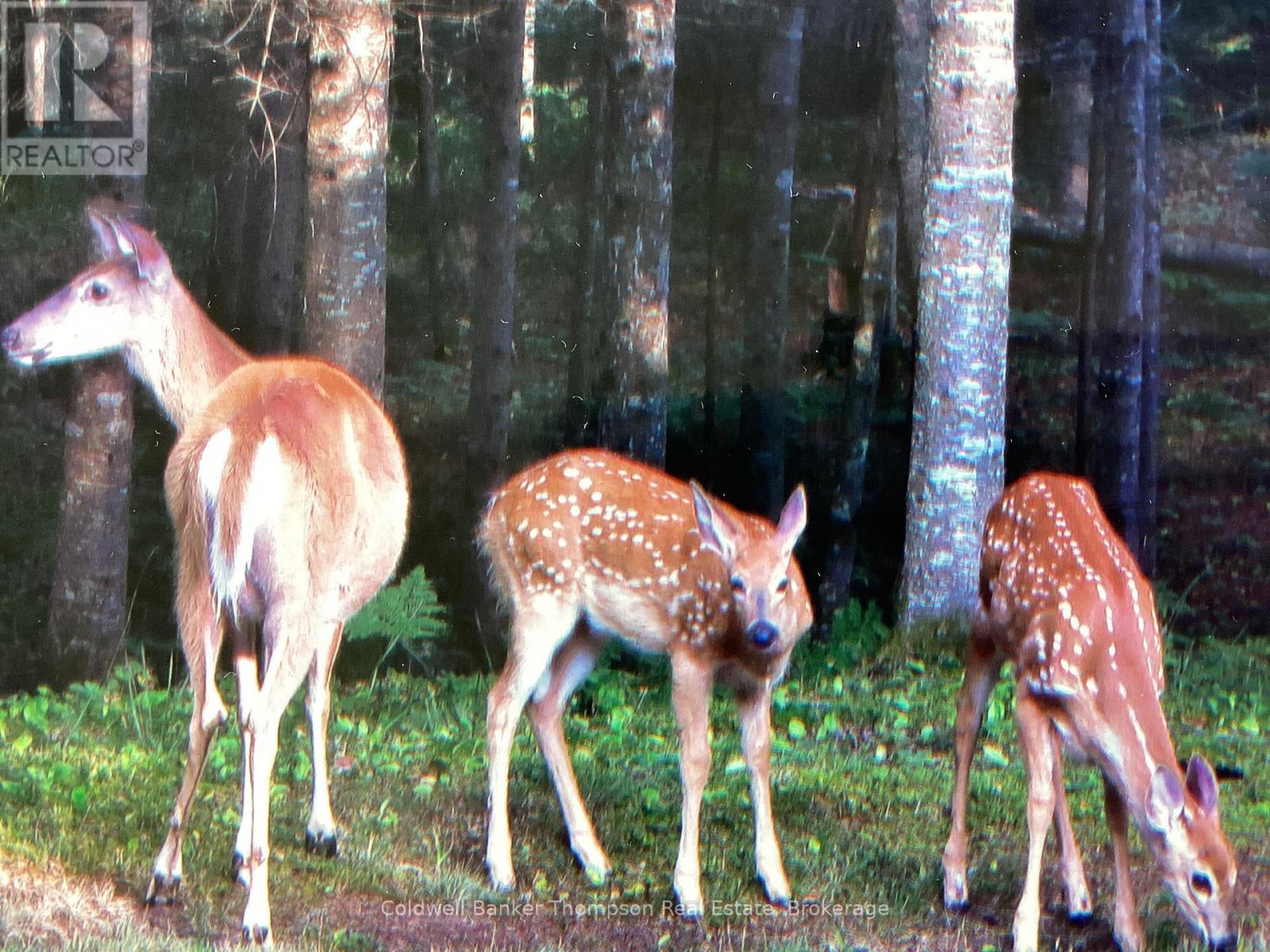 3652 Pevensey Road, Strong, Ontario  P0A 1Z0 - Photo 39 - X12868572