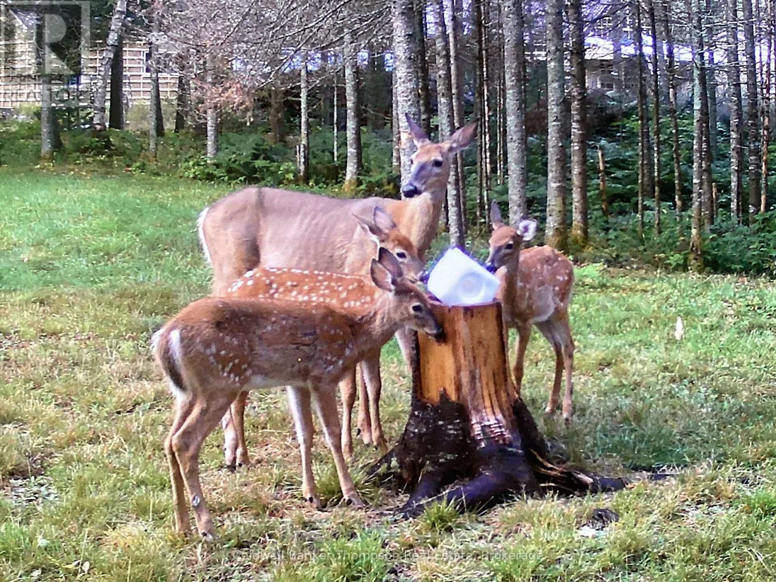 3652 Pevensey Road, Strong, Ontario  P0A 1Z0 - Photo 40 - X12868572