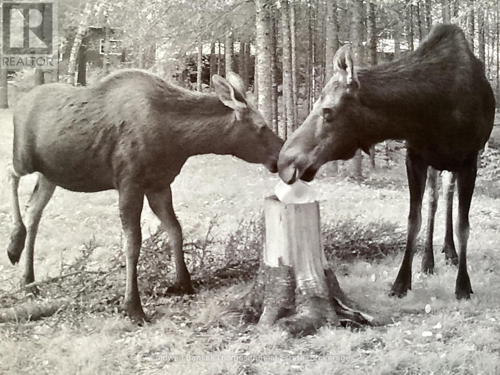 3652 Pevensey Road, Strong, Ontario  P0A 1Z0 - Photo 41 - X12868572