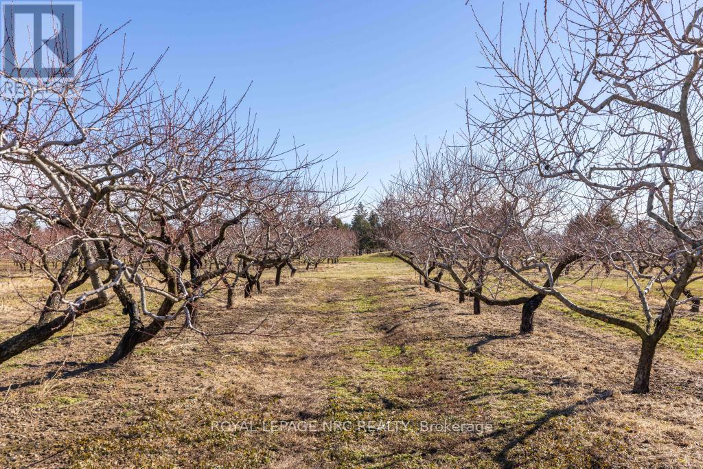 245 Niven Road, Niagara-On-The-Lake, Ontario  L0S 1J0 - Photo 5 - X12869028