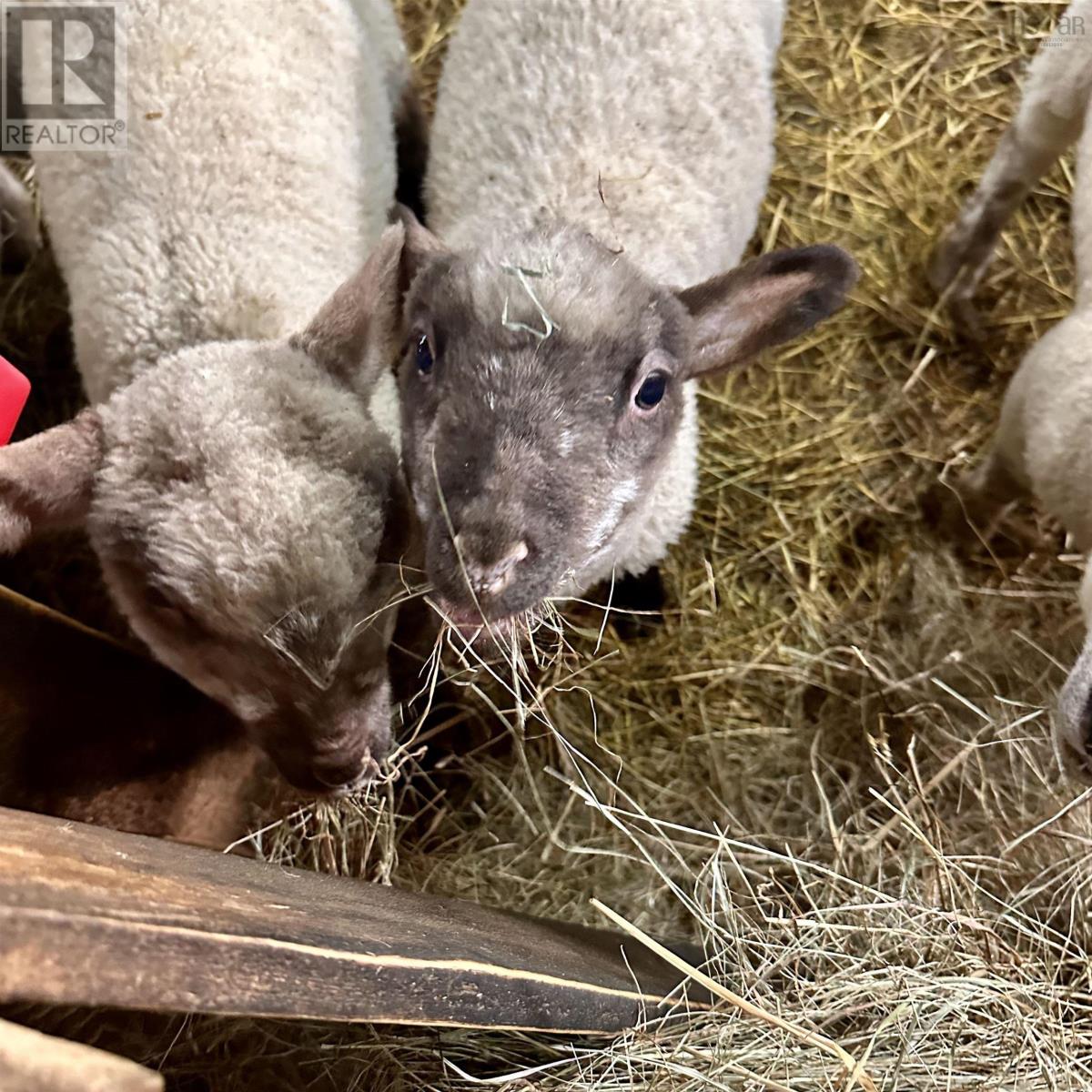 218 Garber Road, Newcombville, Nova Scotia  B4V 7Y4 - Photo 48 - 202604337