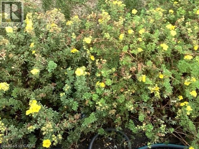 306 Adams Avenue, Delhi, Ontario  N4B 2Y5 - Photo 28 - 40810293