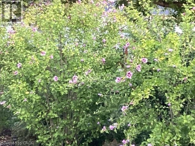 306 Adams Avenue, Delhi, Ontario  N4B 2Y5 - Photo 29 - 40810293