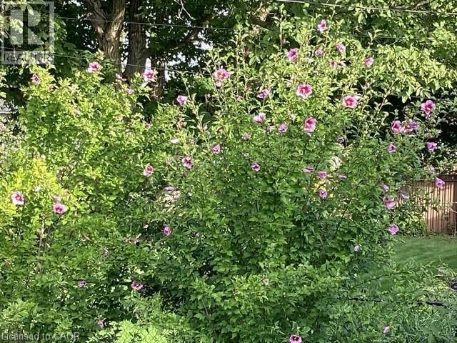 306 Adams Avenue, Delhi, Ontario  N4B 2Y5 - Photo 40 - 40810293