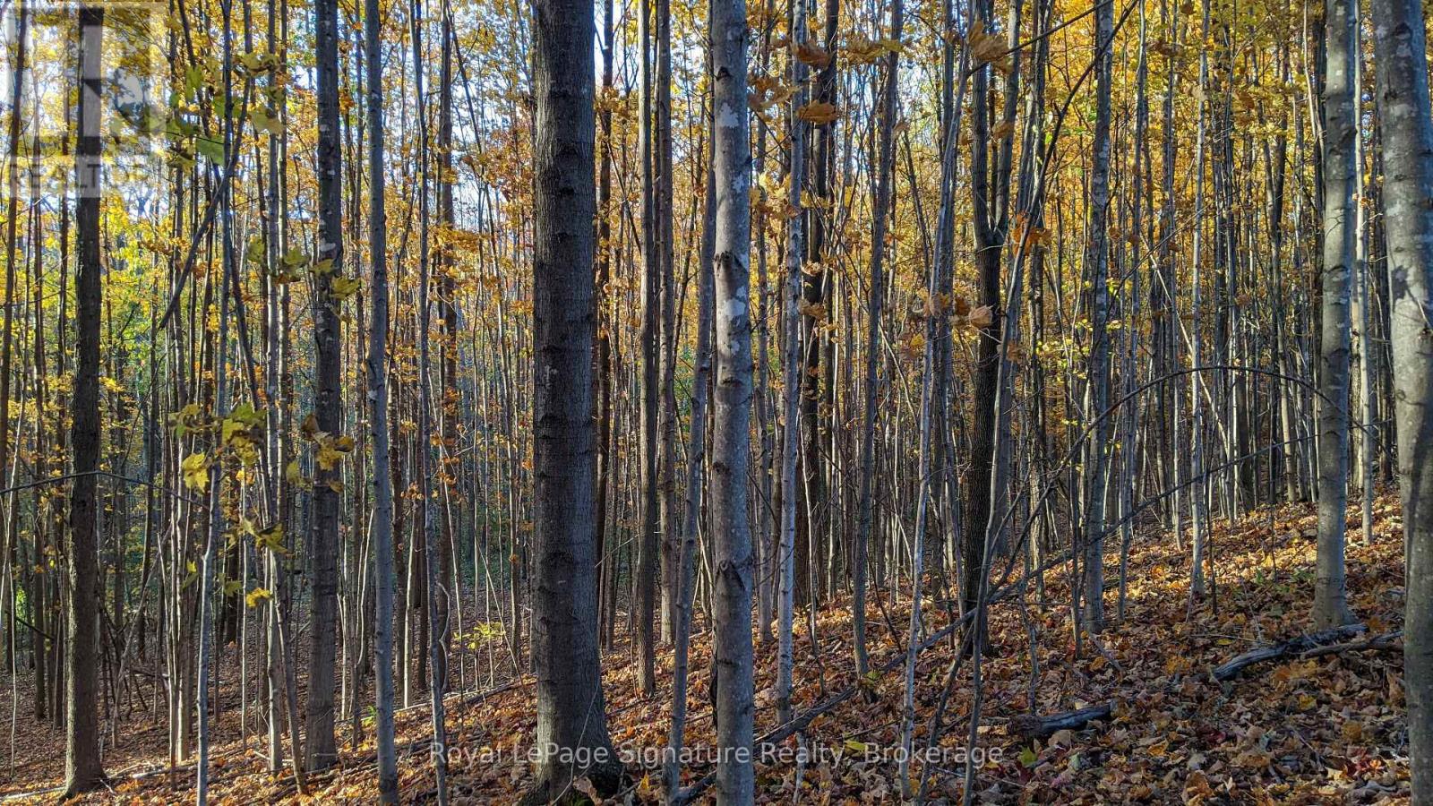 807035 25th Side Road, Grey Highlands, Ontario  N0C 1G0 - Photo 36 - X12854176