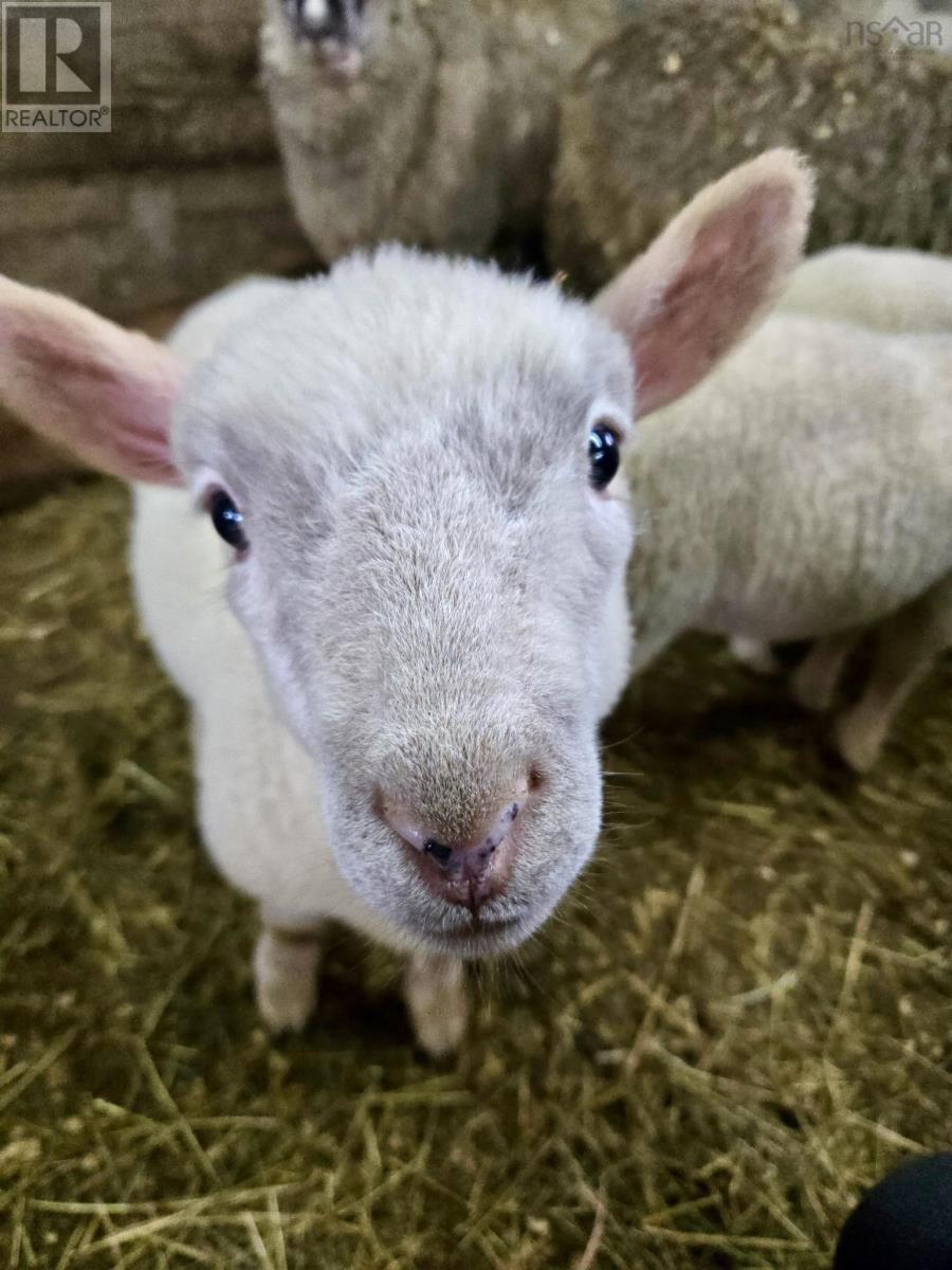 218 Garber Road, Newcombville, Nova Scotia  B4V 7Y4 - Photo 49 - 202604337