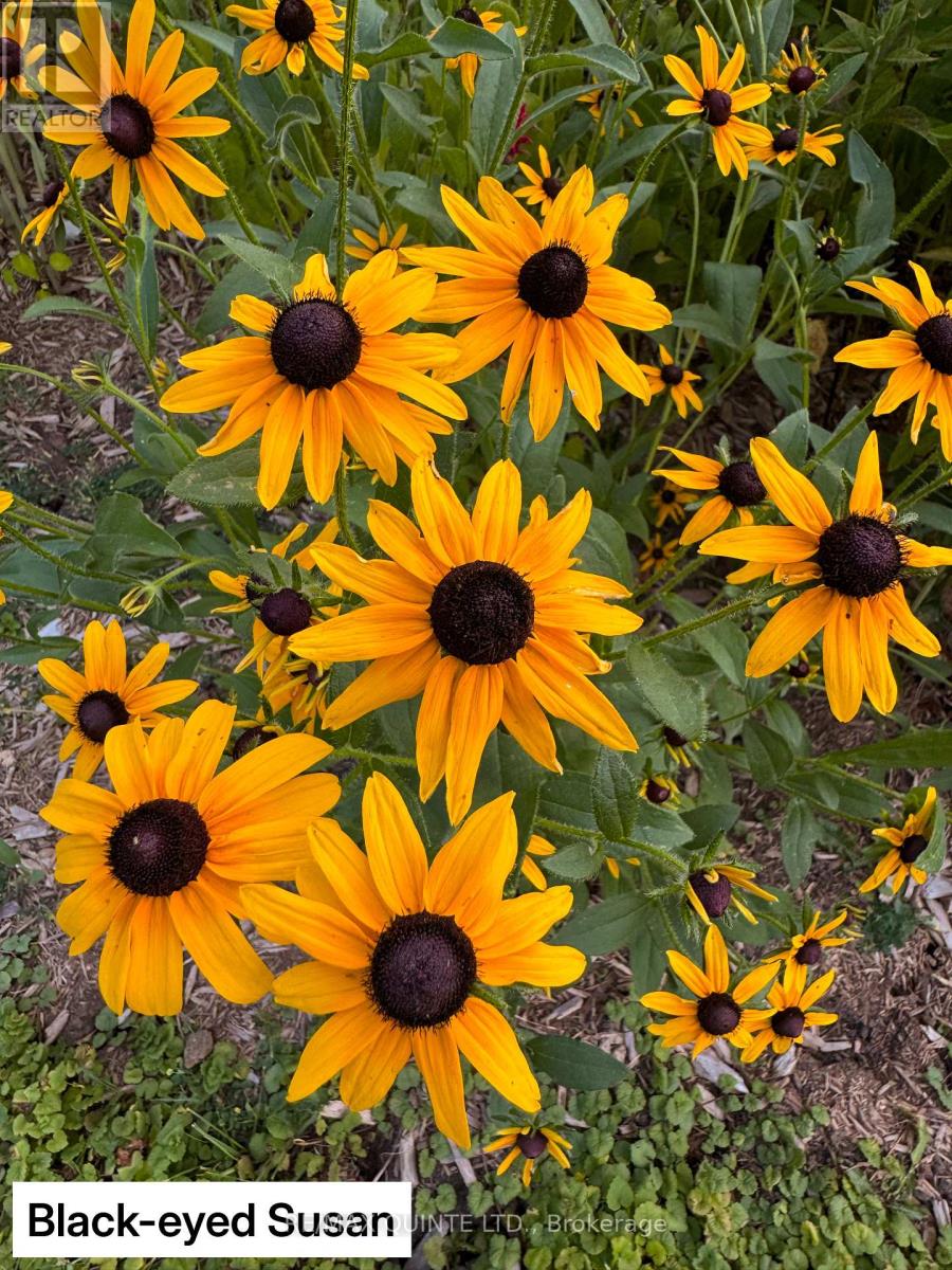 9 Wilkins Street, Belleville, Ontario  K8P 1P2 - Photo 24 - X12714634