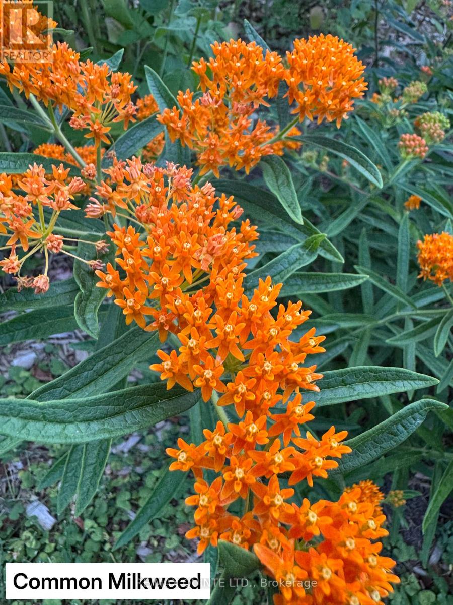 9 Wilkins Street, Belleville, Ontario  K8P 1P2 - Photo 28 - X12714634