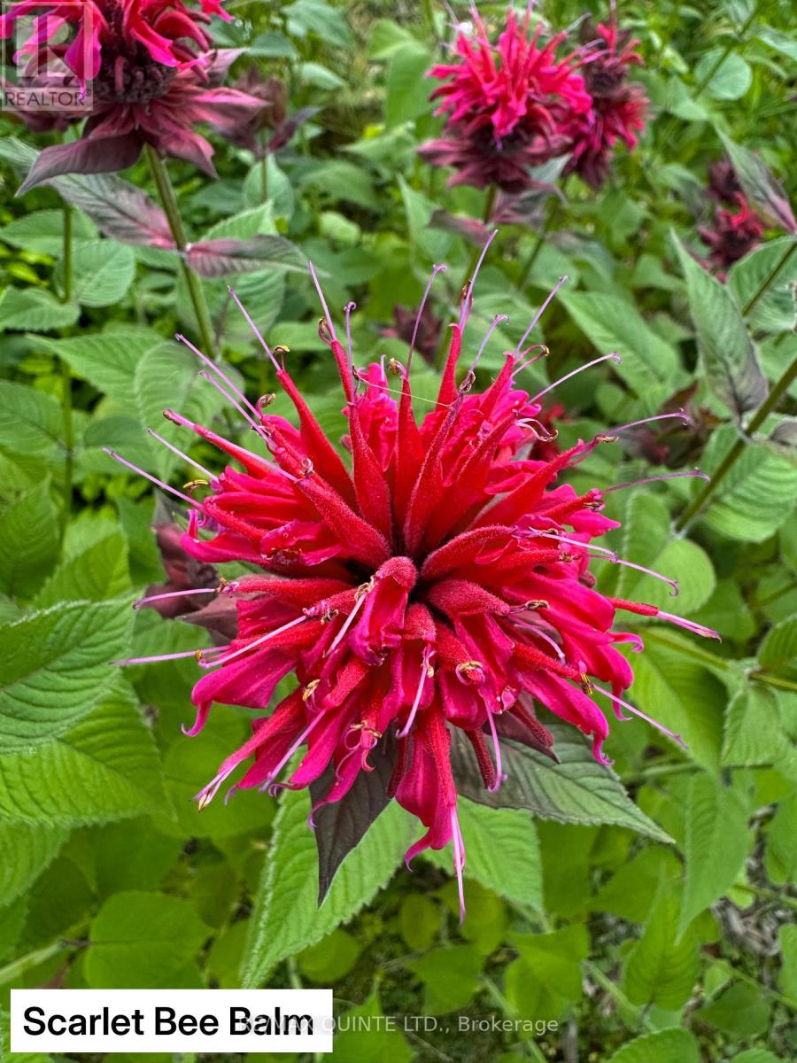 9 Wilkins Street, Belleville, Ontario  K8P 1P2 - Photo 32 - X12714634