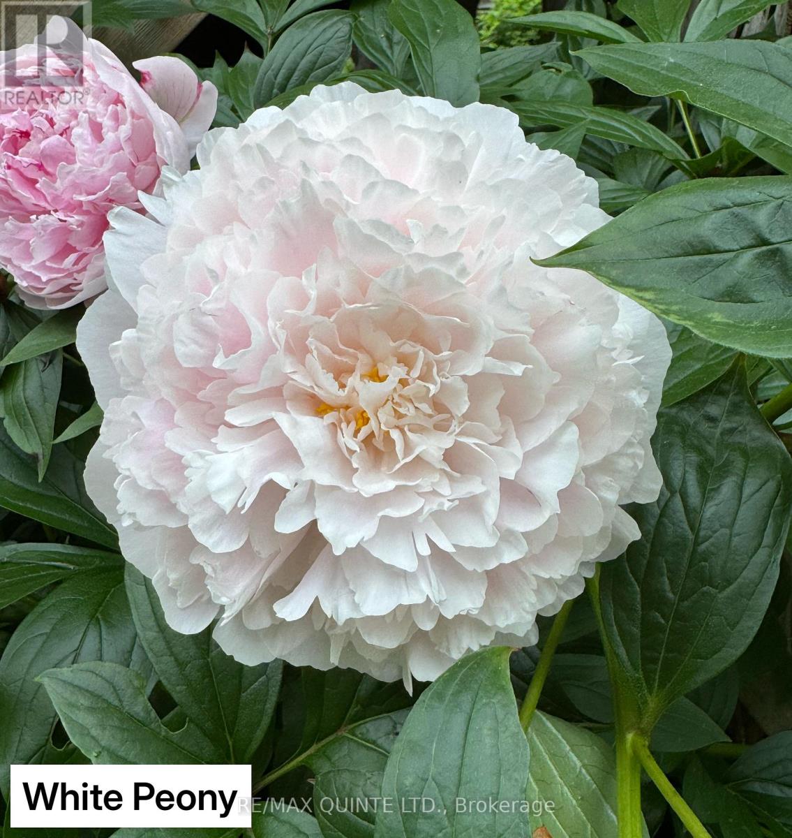 9 Wilkins Street, Belleville, Ontario  K8P 1P2 - Photo 30 - X12714634