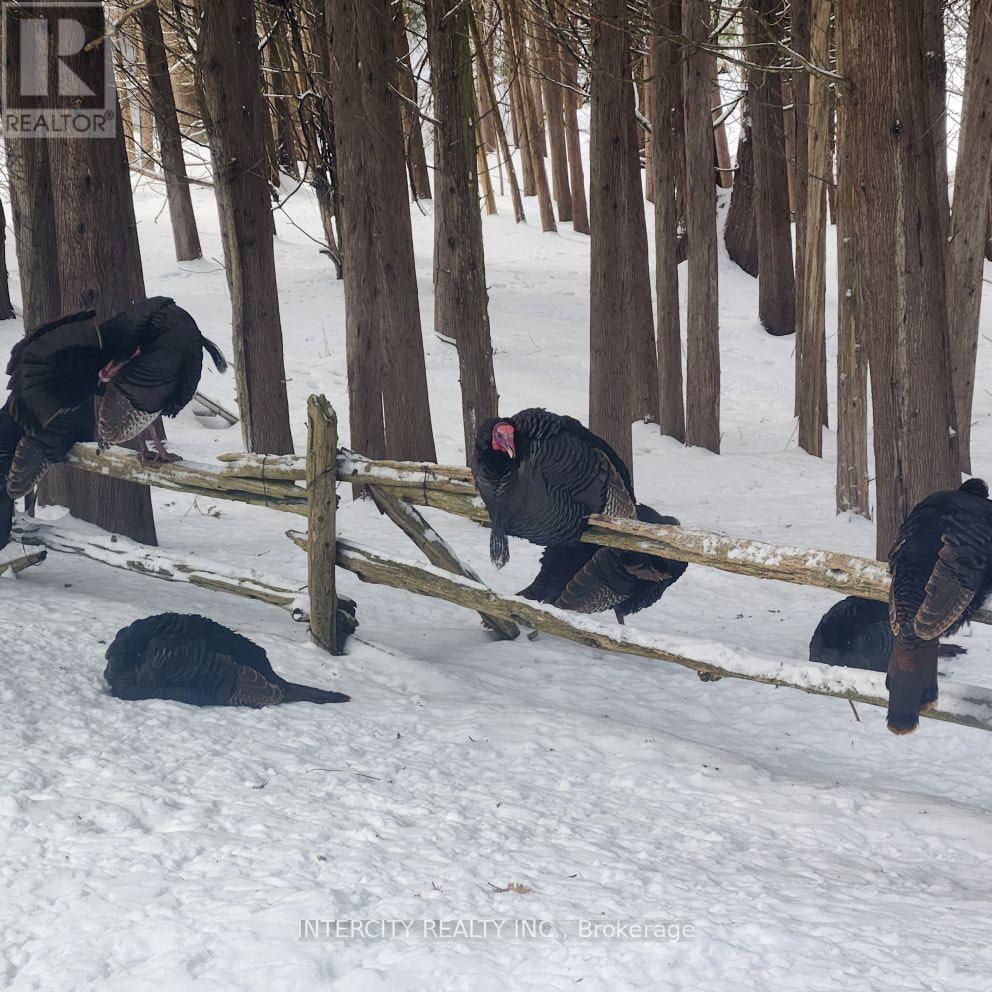 15600 7th Concession Road, King, Ontario  L7B 0G4 - Photo 50 - N12157924