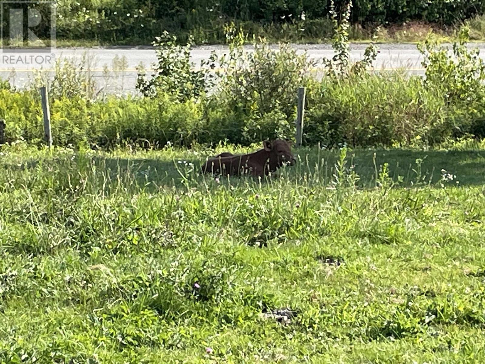 550 Lower Branch Road, Lower Branch, Nova Scotia  B4V 4M1 - Photo 43 - 202604422