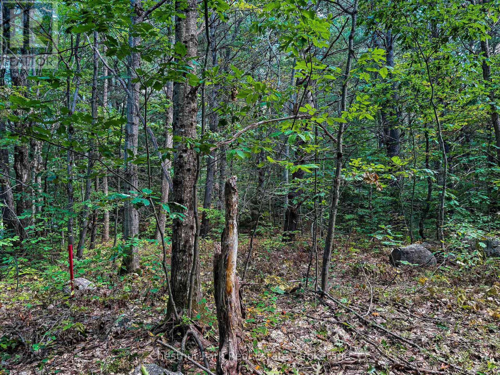 0 Langford Road, Lake Of Bays (Mclean), Ontario  P0B 1A0 - Photo 4 - X12876796