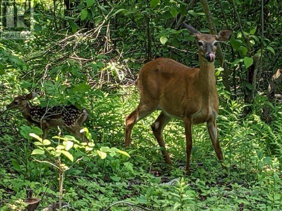 14b - 166 O'brien Lake Lane, Tay Valley, Ontario  K0H 2B0 - Photo 40 - X12877240