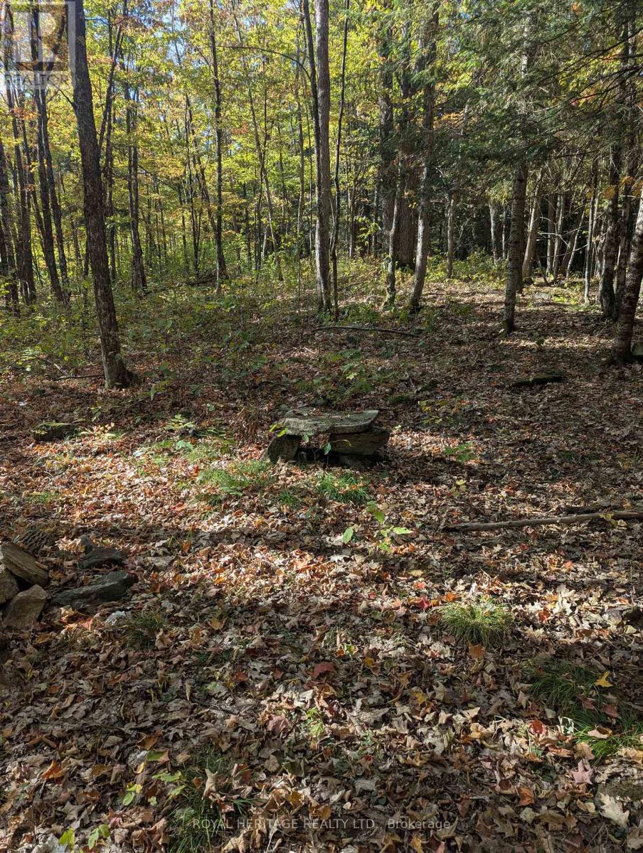 0 Kushog Lake Road, Algonquin Highlands (Stanhope), Ontario  K0M 1S0 - Photo 6 - X12877554
