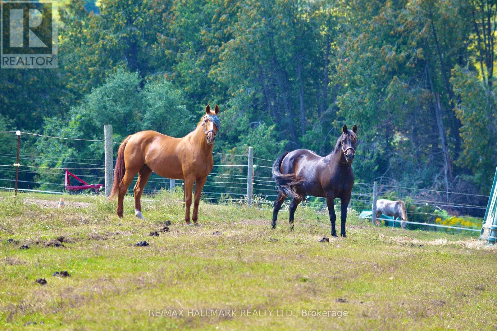 18555 Highway 12, Scugog, Ontario  L0C 1B0 - Photo 38 - E12770540