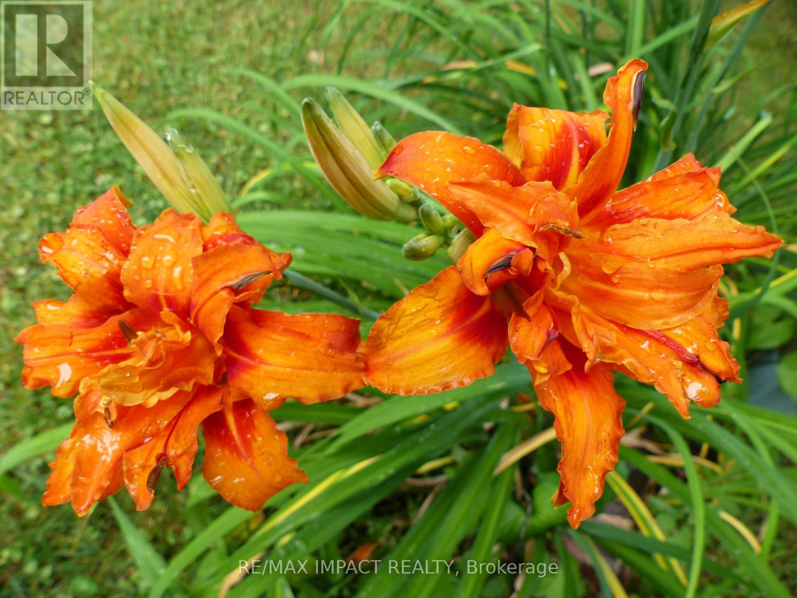 620 Christie Avenue, Oshawa, Ontario  L1G 4L7 - Photo 30 - E12881800