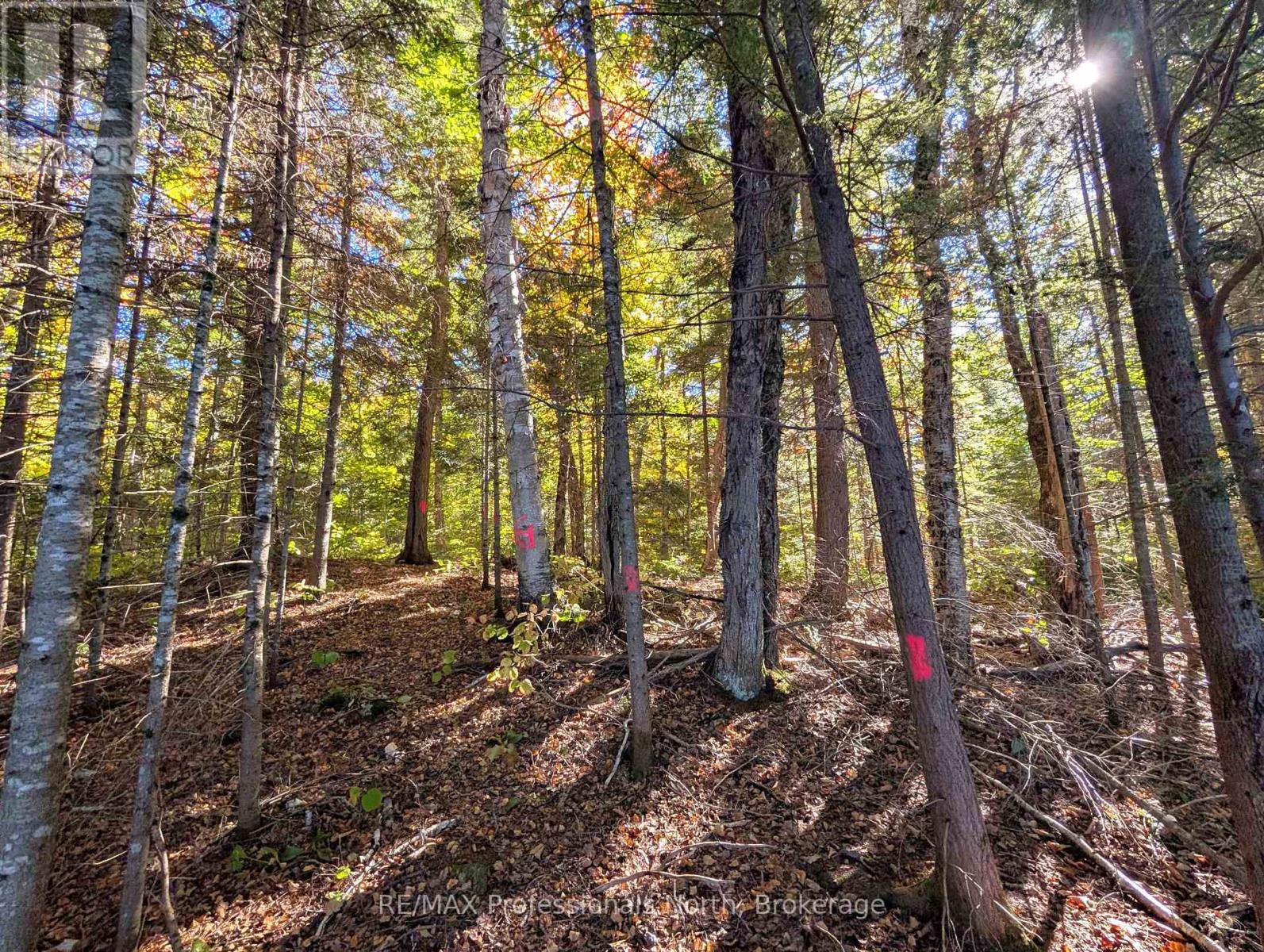 40 Centre Road, Parry Sound Remote Area, Ontario  P0A 1X0 - Photo 24 - X12883320