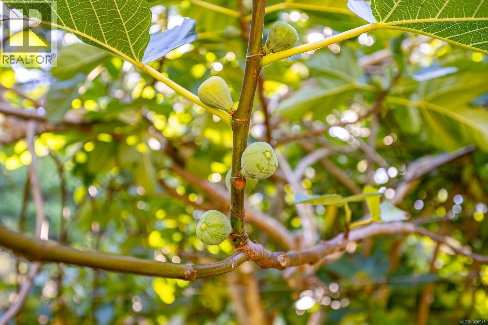 6161 Lacon Rd, Denman Island, British Columbia V0R 1T0 - Photo 35 - 1028915
