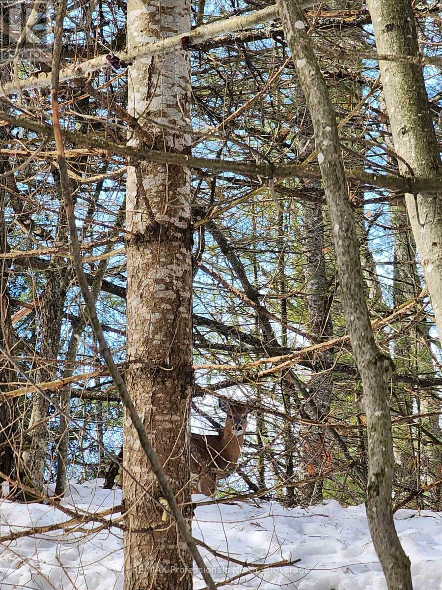 00 Manitoba Road, Bracebridge, Ontario  P1L 1W9 - Photo 6 - X12884116