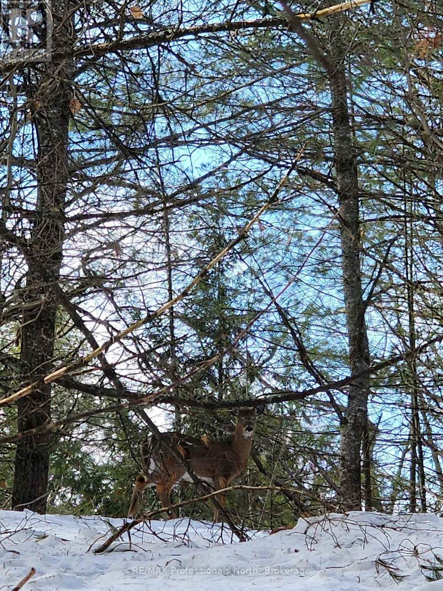 00 Manitoba Road, Bracebridge, Ontario  P1L 1W9 - Photo 7 - X12884116