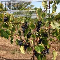 419 County Rd 25 Road, Prince Edward County (North Marysburg Ward), Ontario  K0K 2T0 - Photo 9 - X12886934