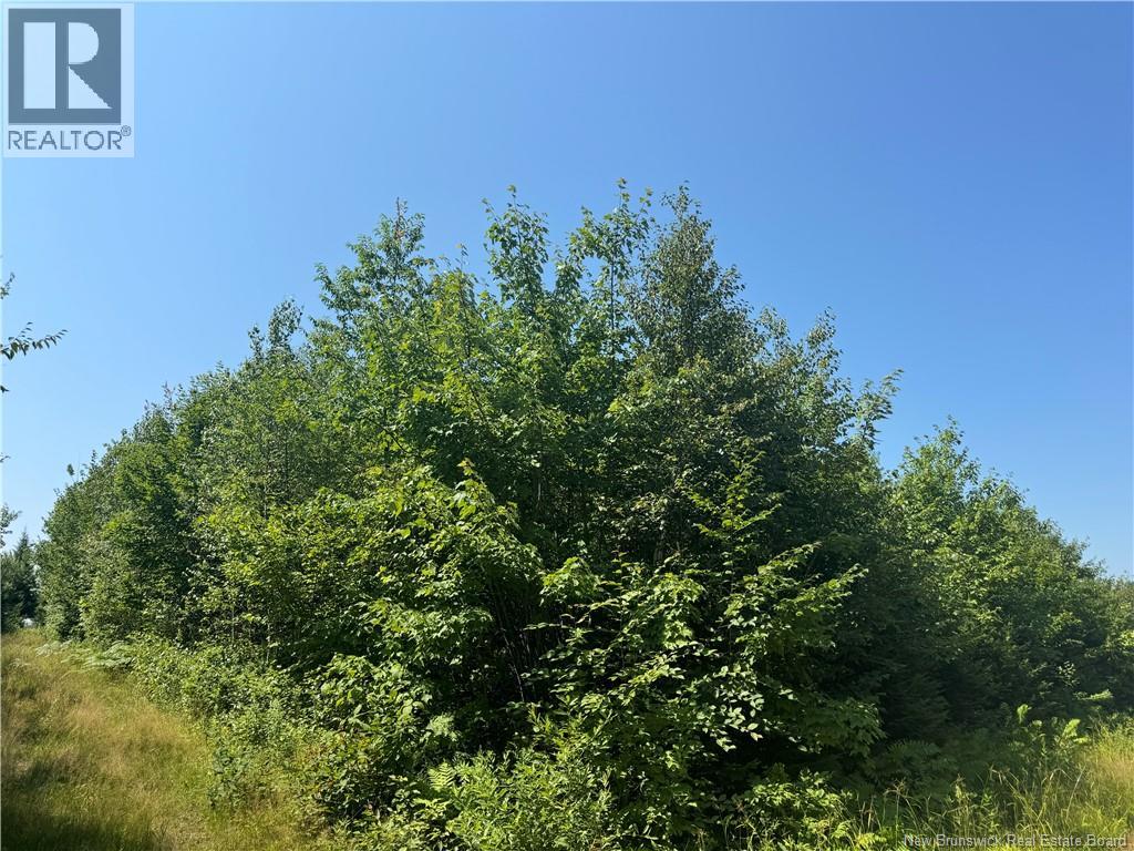 Vacant Lot Ch Nw Aldouane River Rd, Saint-Charles, New Brunswick  E4W 0A8 - Photo 4 - NB134785