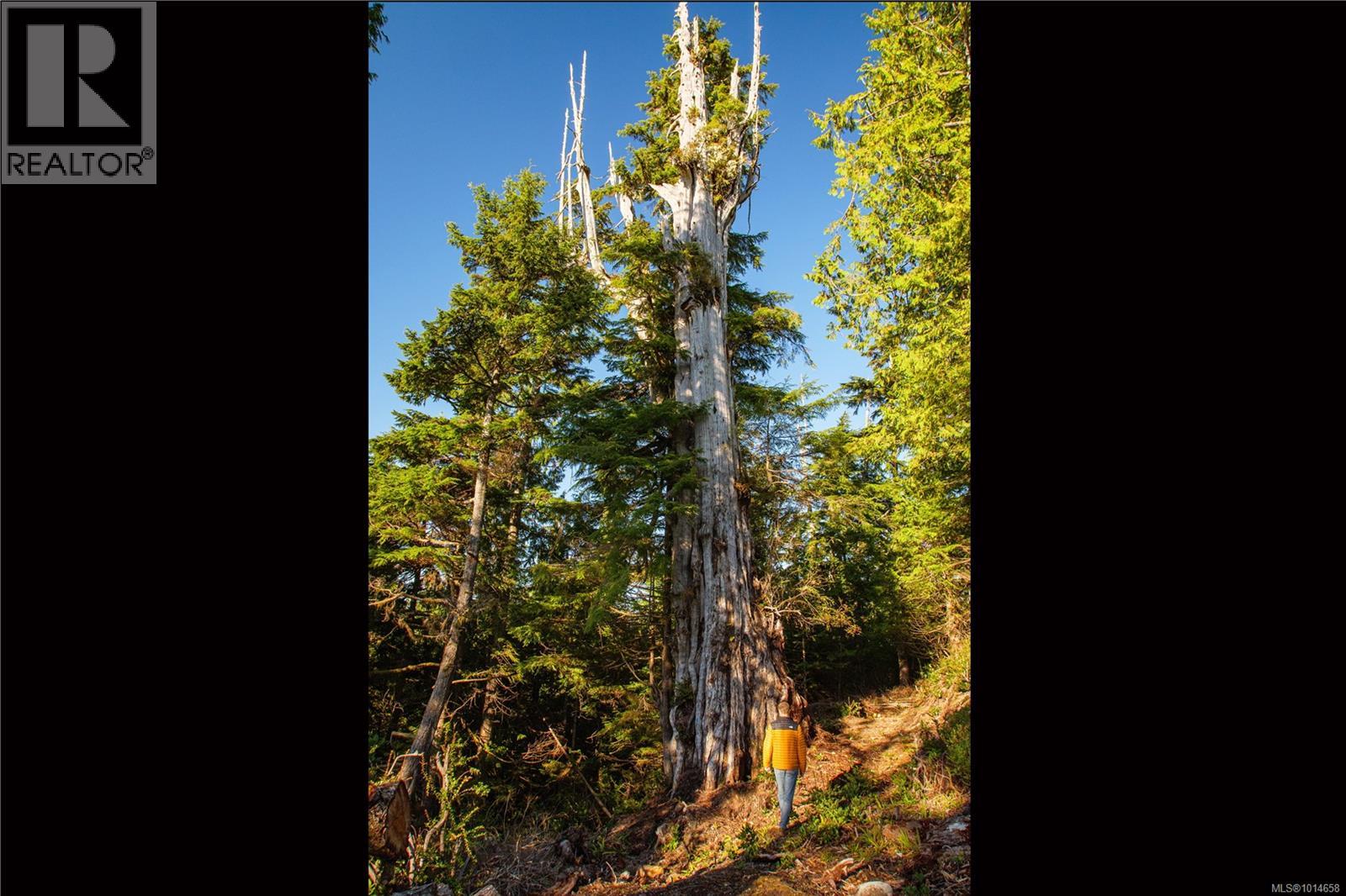 340 Tonquin Park Rd, Tofino, British Columbia  V0R 2Z0 - Photo 19 - 1014658