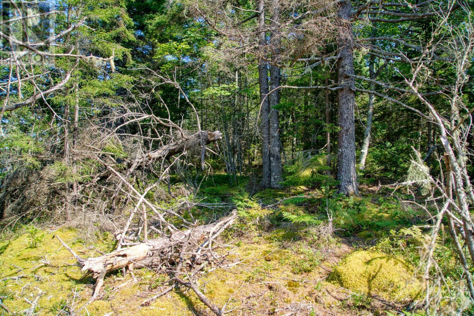 Lot 5 Cooks Brook, Bayport, Nova Scotia  B0J 2C0 - Photo 21 - 202601189