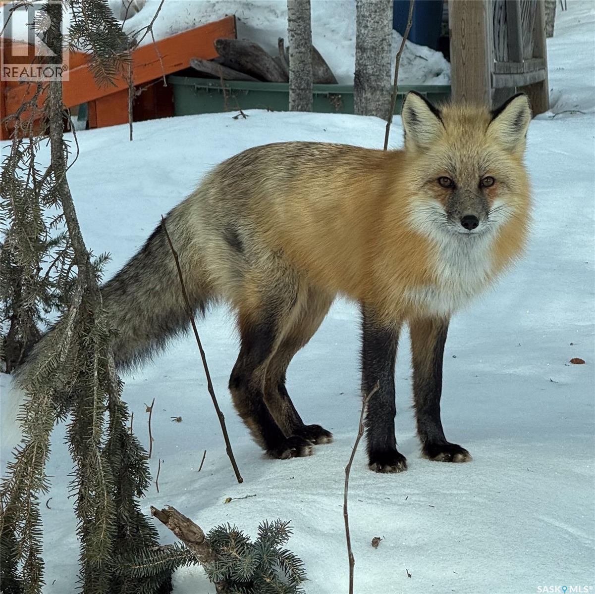 1512 Birch Drive, Turtle Lake, Saskatchewan  S0M 1J0 - Photo 49 - SK030420