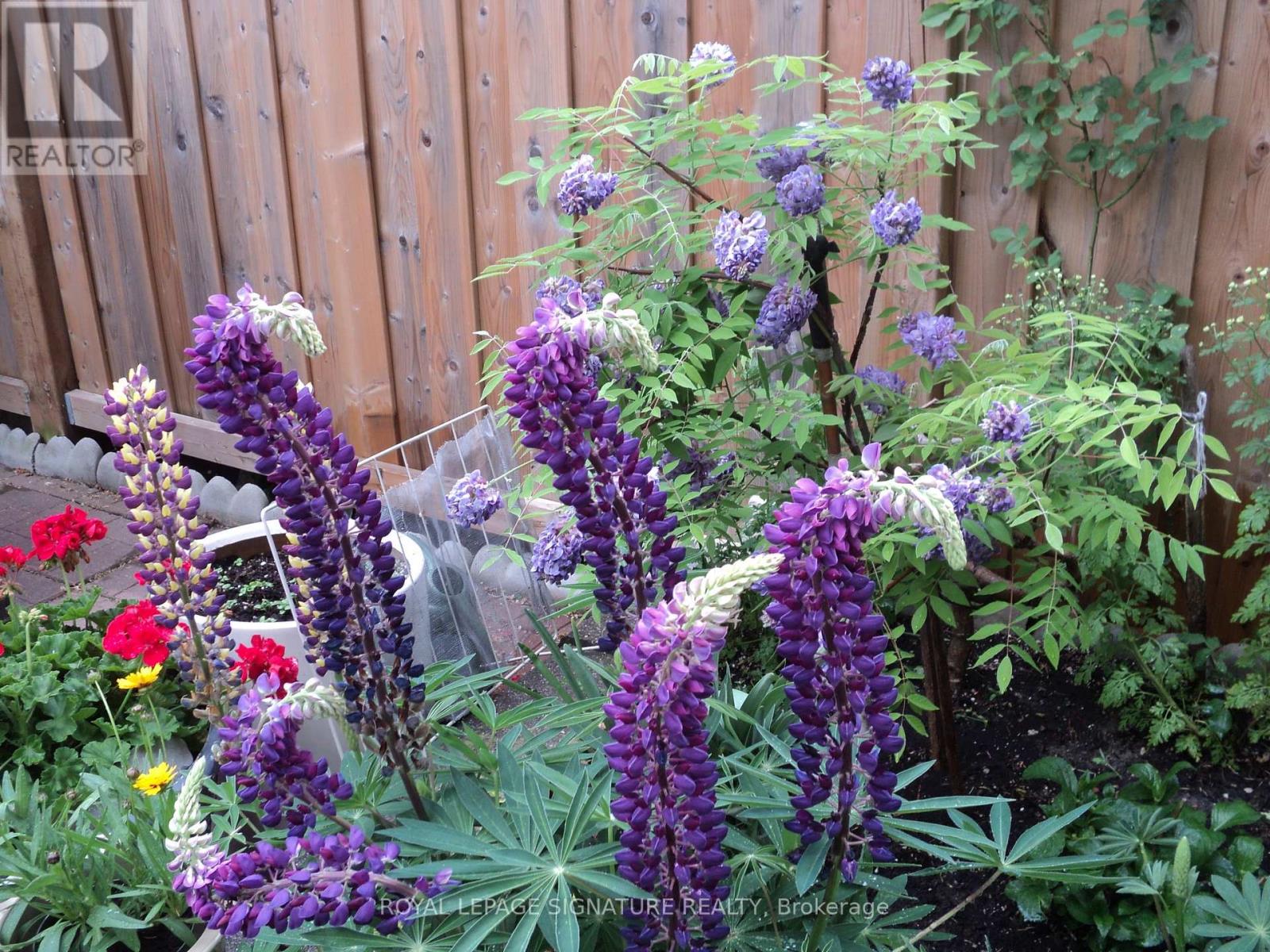 136 Cranbrooke Avenue, Toronto, Ontario  M5M 1M5 - Photo 35 - C12890216