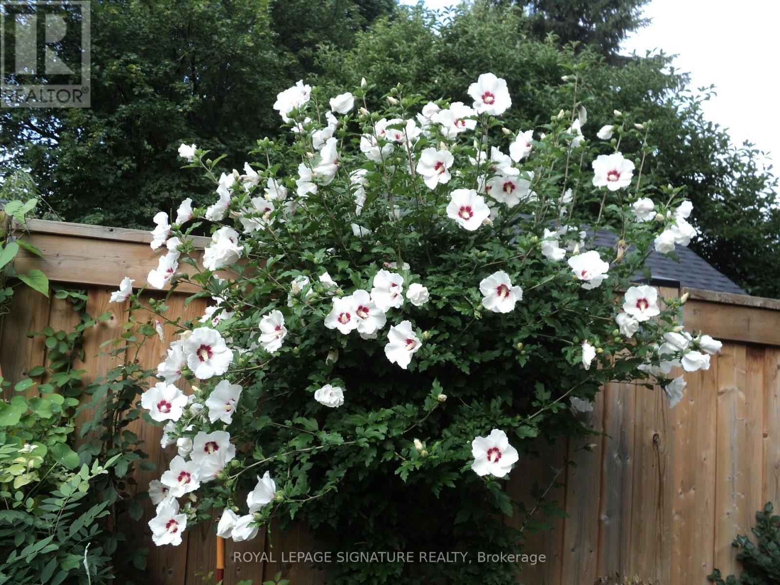 136 Cranbrooke Avenue, Toronto, Ontario  M5M 1M5 - Photo 37 - C12890216