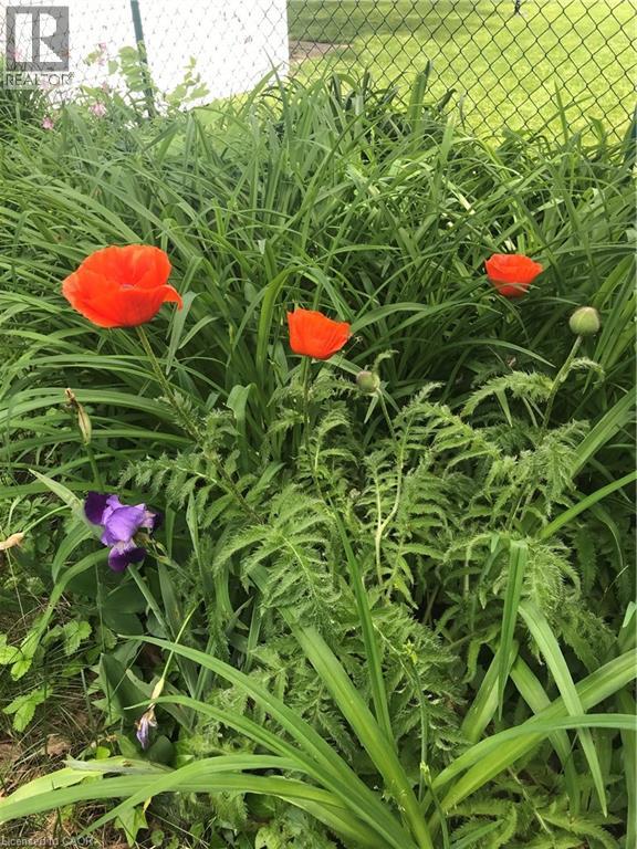 25 Dietz Avenue S, Waterloo, Ontario  N2L 2J7 - Photo 26 - 40812914