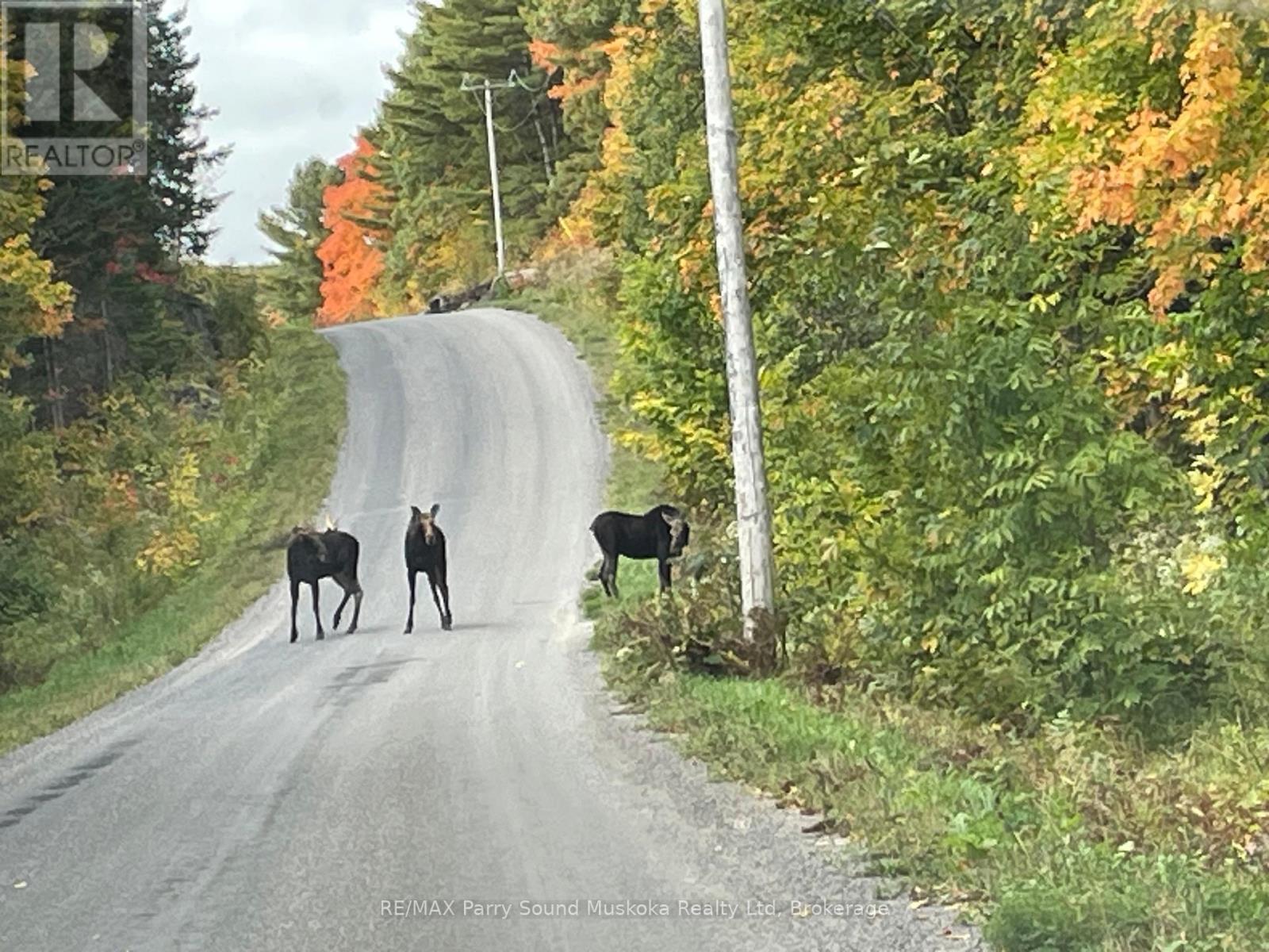 39 Weber Road, Parry Sound Remote Area (Hardy), Ontario  P0H 1S0 - Photo 9 - X12894420