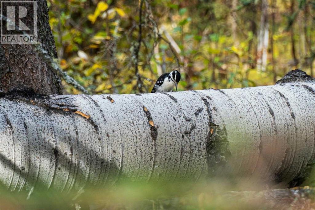 146219 371 Street W, Rural Foothills County, Alberta  T0L 0K0 - Photo 45 - A2292668