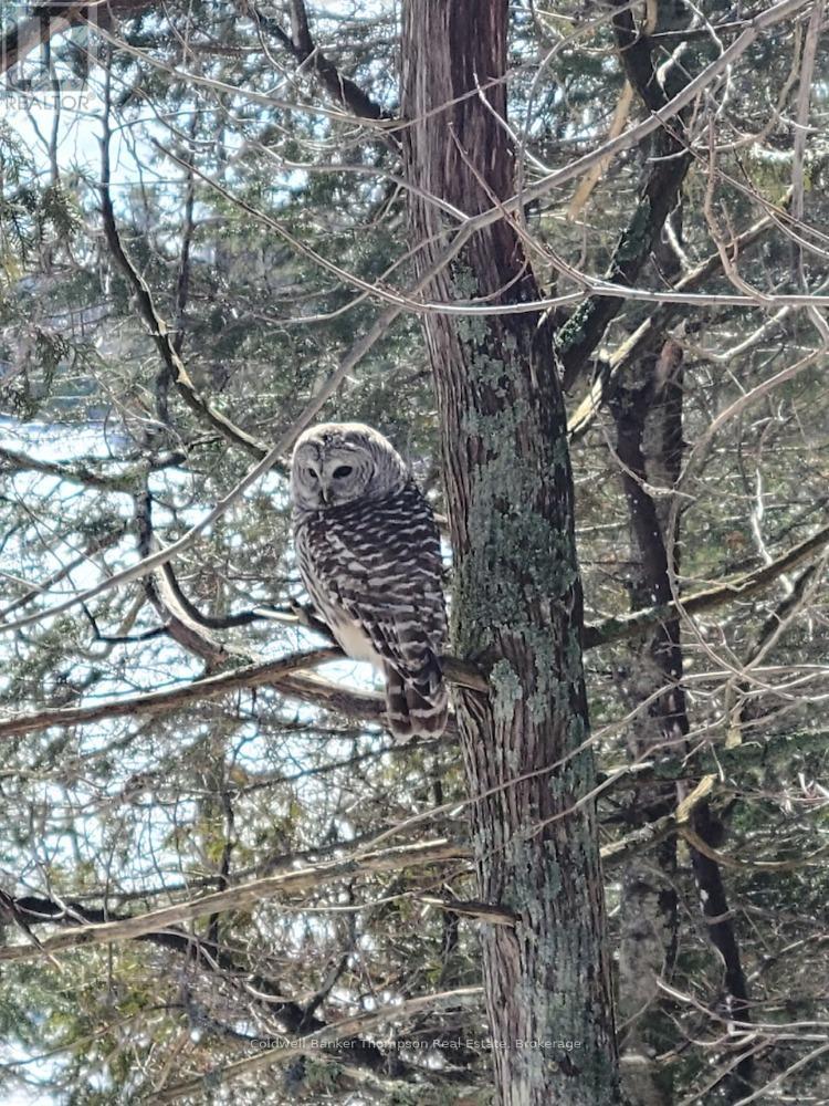 475 Chapman Drive E, Magnetawan, Ontario  P0A 1C0 - Photo 25 - X12887606