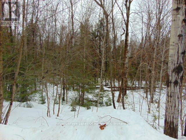 Lot 11 Plan 580 North Drive, Dysart Et Al, Ontario  K0M 1S0 - Photo 3 - X12898396