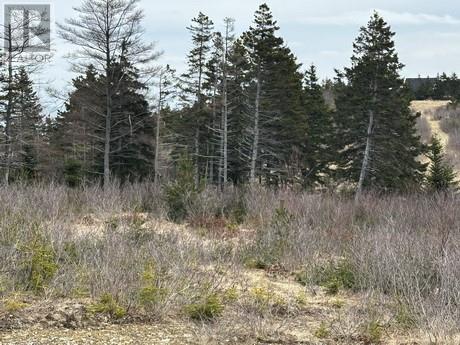 7a Cotters Street, Carbonear, Newfoundland & Labrador  A1Y 1A7 - Photo 3 - 1295333