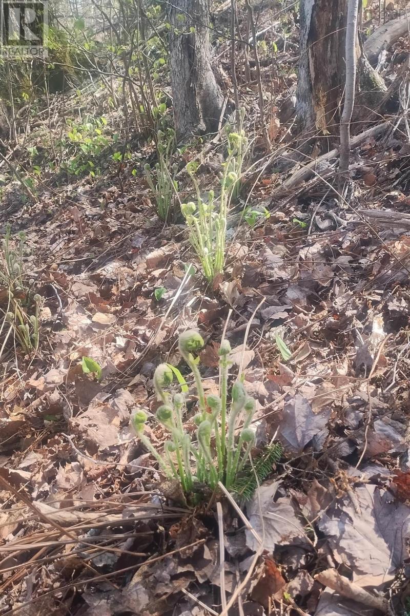 Lot 25-1 Highway 321, Roslin, Nova Scotia  B0K 1K0 - Photo 12 - 202605007