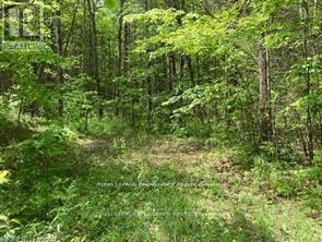 338 Glen Allen Road S, Marmora And Lake, Ontario  K0K 2M0 - Photo 11 - X12903170