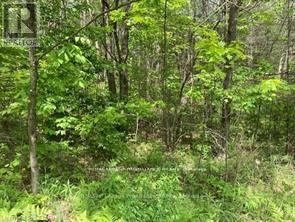 338 Glen Allen Road S, Marmora And Lake, Ontario  K0K 2M0 - Photo 3 - X12903170