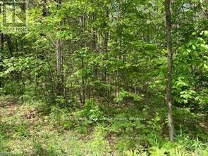 338 Glen Allen Road S, Marmora And Lake, Ontario  K0K 2M0 - Photo 9 - X12903170