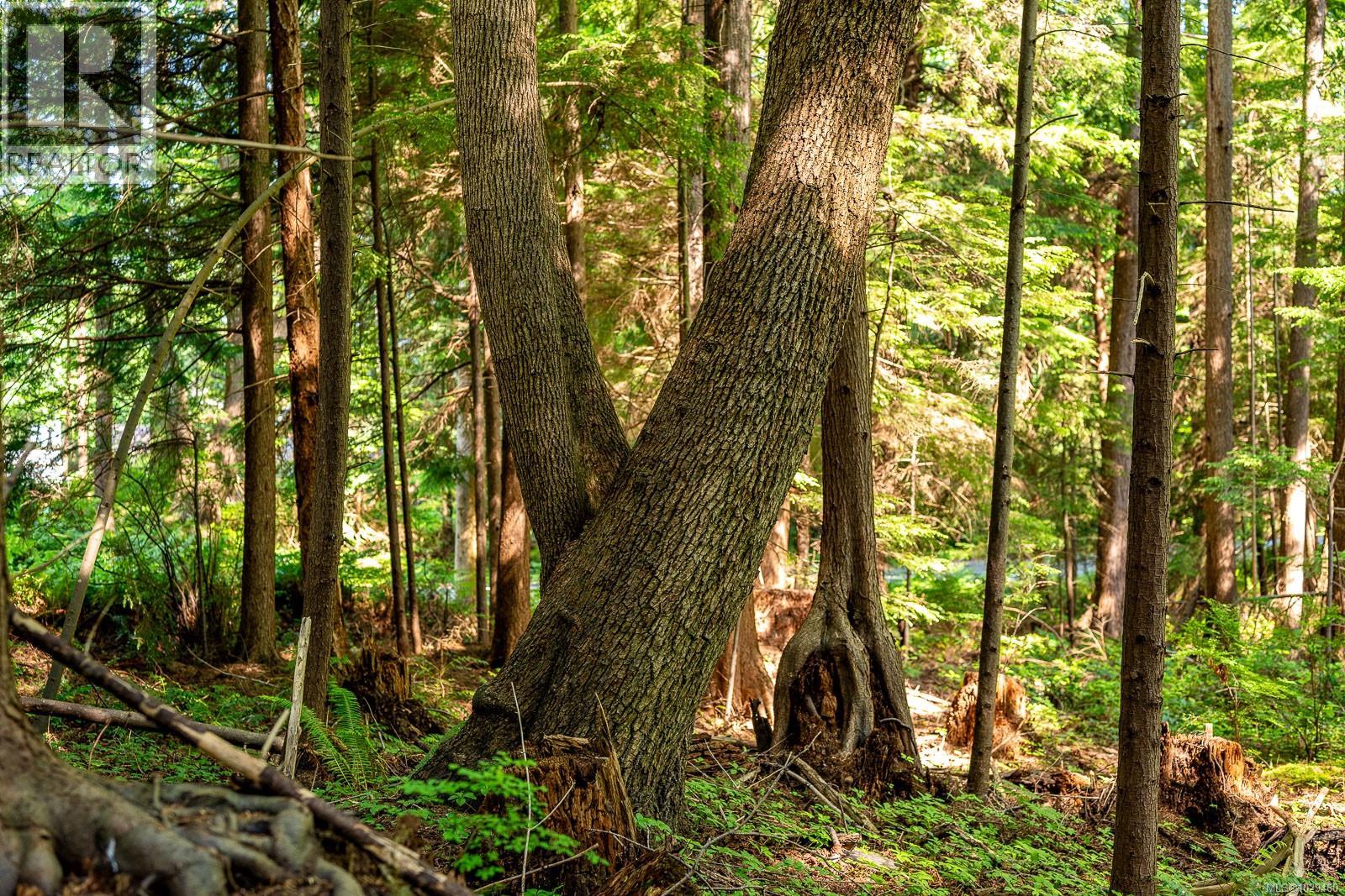 Lot 4 Butler Rd, Comox, British Columbia  V9M 4B4 - Photo 30 - 1029460