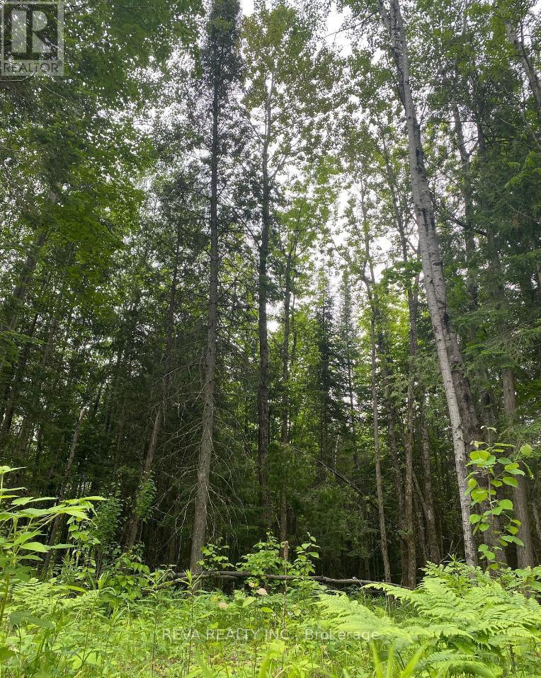 1755 South Baptiste Lake Road, Hastings Highlands, Ontario  K0L 1C0 - Photo 12 - X12906588