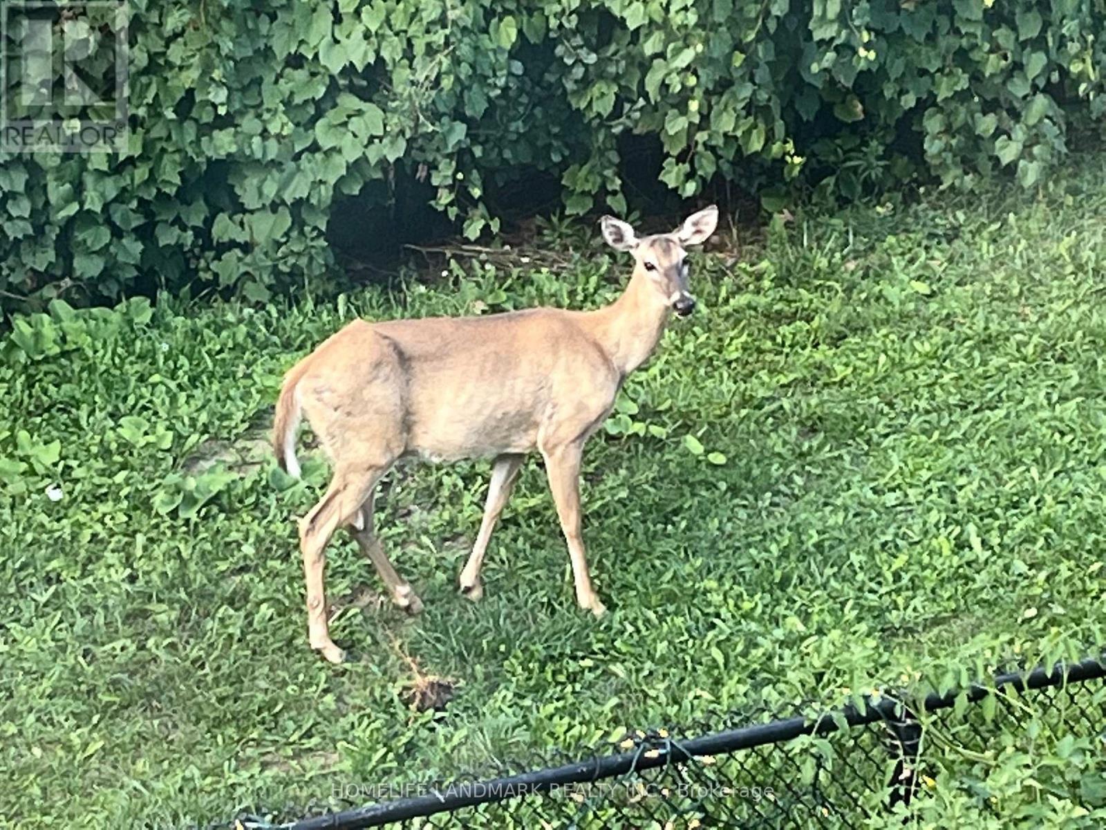 156 Pressed Brick Drive, Brampton, Ontario  L6V 4K6 - Photo 35 - W12898102