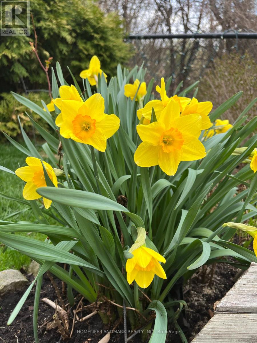 156 Pressed Brick Drive, Brampton, Ontario  L6V 4K6 - Photo 49 - W12898102