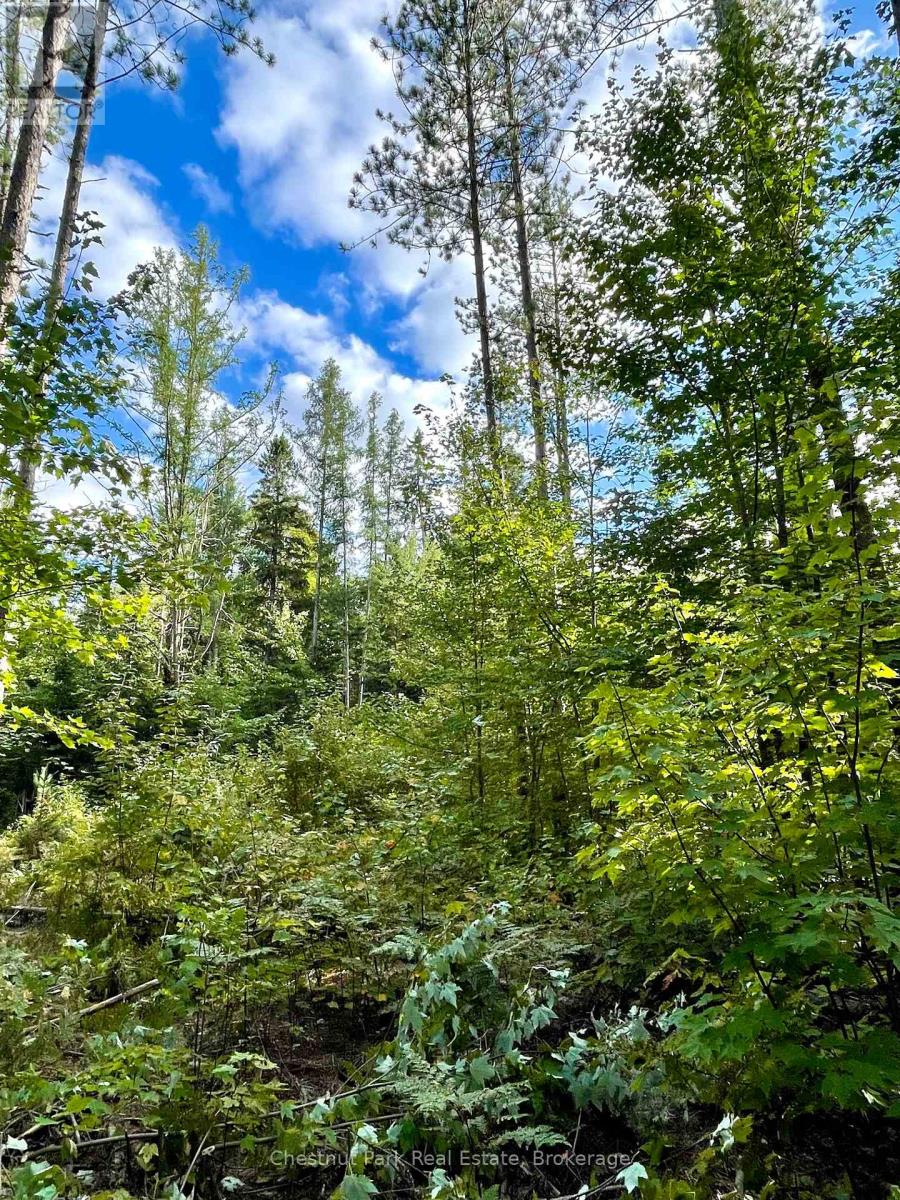 0 Cardwell Lake Road, Huntsville (Stisted), Ontario  P0B 1M0 - Photo 21 - X12908454